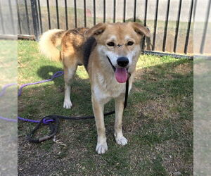 Shepradors Dogs for adoption in Long Beach, CA, USA