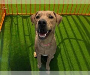Labrador Retriever-Unknown Mix Dogs for adoption in Las Vegas, NV, USA