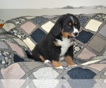 Small #2 Bernese Mountain Dog