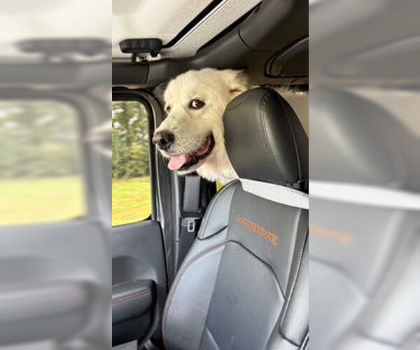 Medium Photo #11 Great Pyrenees-Unknown Mix Puppy For Sale in Oakhurst, NJ, USA