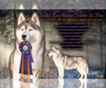 Small Photo #13 Siberian Husky Puppy For Sale in FRESNO, CA, USA