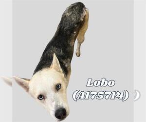 - Mix Dogs for adoption in Tulsa, OK, USA