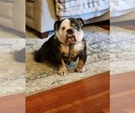 Small Photo #2 Bulldog Puppy For Sale in Omaha, NE, USA