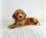 Small #2 Goldendoodle (Miniature)