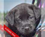 Small American Bulldog-Chocolate Labrador retriever Mix