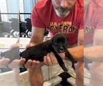 Small Photo #61 Cane Corso Puppy For Sale in REEVESVILLE, SC, USA