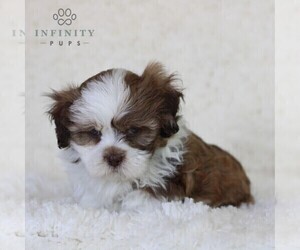Zuchon Puppy for sale in NEWBURG, PA, USA