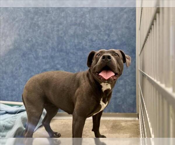 Medium Photo #1 Mutt Puppy For Sale in Fort Collins, CO, USA