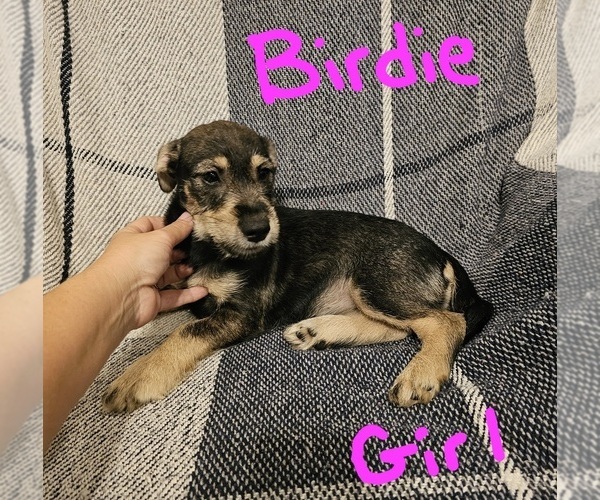 Medium Photo #22 Chizer Puppy For Sale in MONTEZUMA, GA, USA