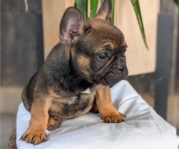 Medium Photo #5 French Bulldog Puppy For Sale in GOSHEN, IN, USA