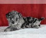 Small Photo #1 Sheepadoodle Puppy For Sale in DUNDEE, OH, USA