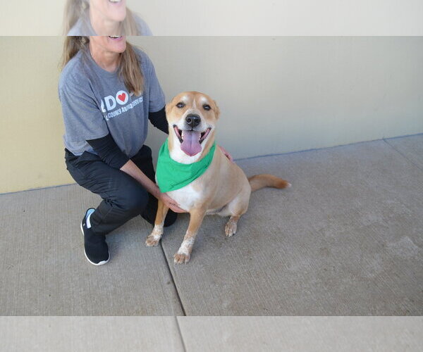 Medium Photo #2 Labrador Retriever-Unknown Mix Puppy For Sale in McKinney, TX, USA