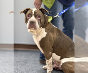 American Pit Bull Terrier-Unknown Mix Dogs for adoption in Batavia, NY, USA