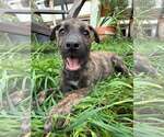 Small Photo #2 German Shepherd Dog-Unknown Mix Puppy For Sale in MIDWAY, UT, USA