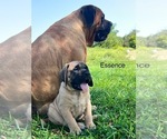 Puppy ESSENCE Mastiff