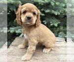 Image preview for Ad Listing. Nickname: Jasper