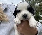 Puppy Minnie English Springer Spaniel