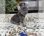 Small Photo #3 French Bulldog Puppy For Sale in GREENWOOD, IN, USA