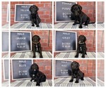 Small Photo #1 Goldendoodle Puppy For Sale in BARDSTOWN, KY, USA