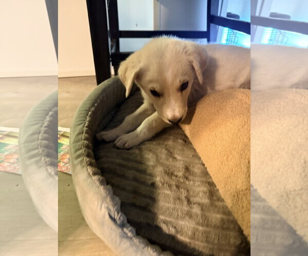 Medium Photo #1 Labrador Retriever-Unknown Mix Puppy For Sale in The Woodlands, TX, USA