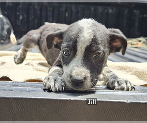 Mutt Dogs for adoption in Corinth, MS, USA