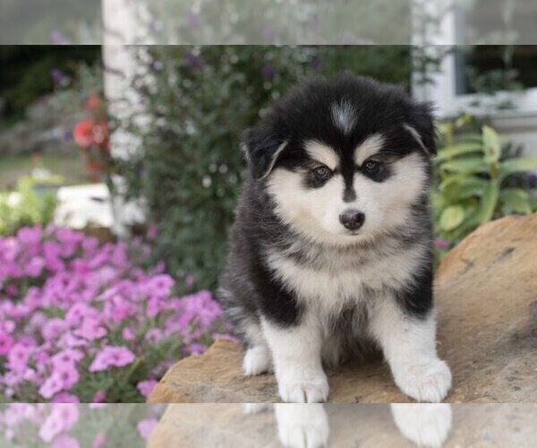 Medium Photo #2 Pomsky Puppy For Sale in FRESNO, OH, USA