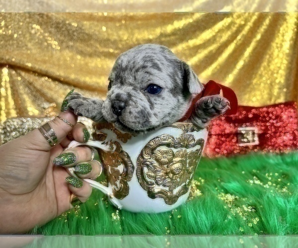 Medium Photo #47 French Bulldog Puppy For Sale in HAYWARD, CA, USA