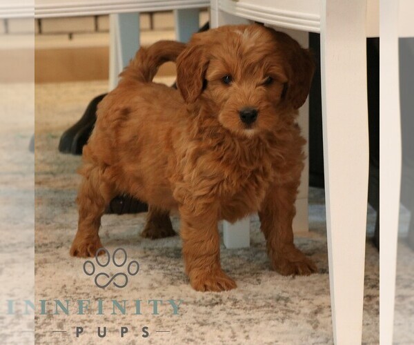 Medium Photo #2 Goldendoodle (Miniature) Puppy For Sale in PARADISE, PA, USA