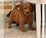 Small #1 Goldendoodle (Miniature)