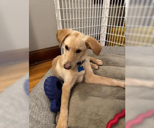 Medium Photo #1 Mutt Puppy For Sale in Minneapolis, MN, USA