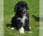 Small Photo #2 Sheltidoodle Puppy For Sale in SHIPPENSBURG, PA, USA