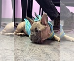 Small Photo #21 French Bulldog Puppy For Sale in FITCHBURG, WI, USA