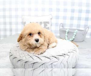 Poochon Puppy for sale in MARIETTA, GA, USA