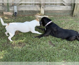 Banjo - tornado of fun - Male Jackshund Dog for Adoption - Photo #5