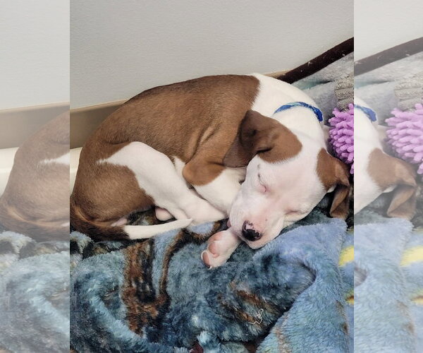 Medium Photo #16 Mutt Puppy For Sale in Spotsylvania, VA, USA