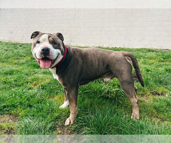 Medium Photo #1 Mutt Puppy For Sale in McKinleyville, CA, USA