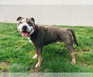 Mutt Dogs for adoption in McKinleyville, CA, USA