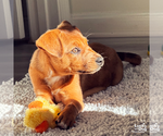 Small #3 Australian Shepherd Mix
