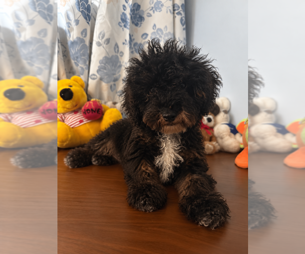 Medium Photo #14 Havapoo Puppy For Sale in DURHAM, CT, USA