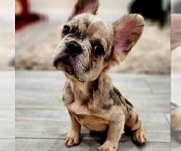 Medium Photo #1 French Bulldog Puppy For Sale in NEW YORK, NY, USA