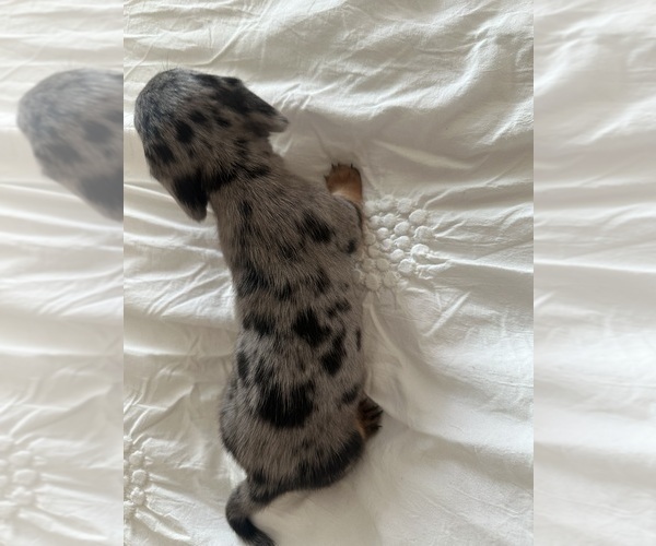 Medium Photo #3 Dachshund Puppy For Sale in SAN DIEGO, CA, USA