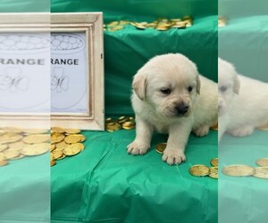 Labrador Retriever Puppy for sale in MAYSVILLE, GA, USA