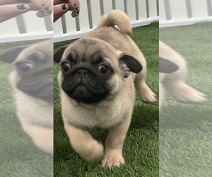 Pug Puppy for sale in LOUISVILLE, KY, USA