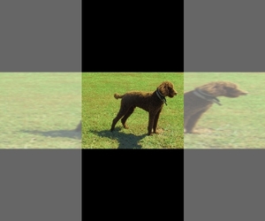 Father of the Labradoodle puppies born on 05/30/2025
