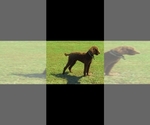 Small Photo #1 Labradoodle Puppy For Sale in SNOW CAMP, NC, USA