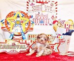 Small #3 Chihuahua