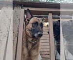 Small Photo #1 German Malinois Puppy For Sale in GREENSBORO, NC, USA