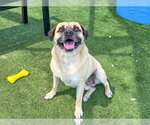 Small Puggle