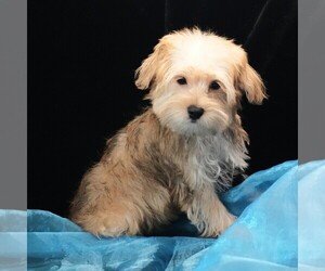 Morkie Puppy for sale in ROCK VALLEY, IA, USA