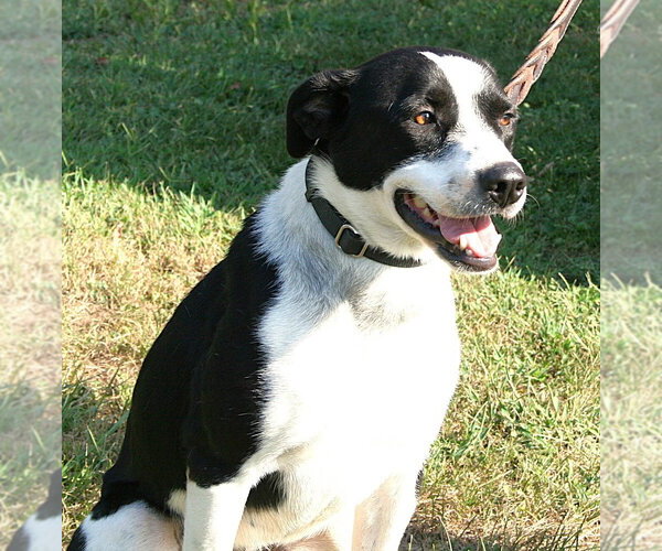 Medium Photo #3 Labrador Retriever-Unknown Mix Puppy For Sale in Linton, IN, USA